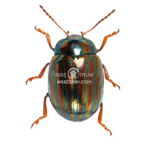CHRYSOLINA AMERICANA CHRYSOLINA AMERICANA